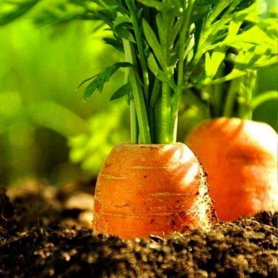 VibeX Carrot Seed(200 per packet)