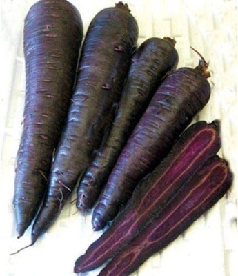 VibeX Carrot Seed(50 per packet)