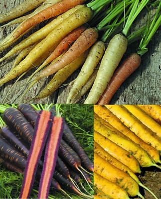 VibeX carrot Seed(500 per packet)
