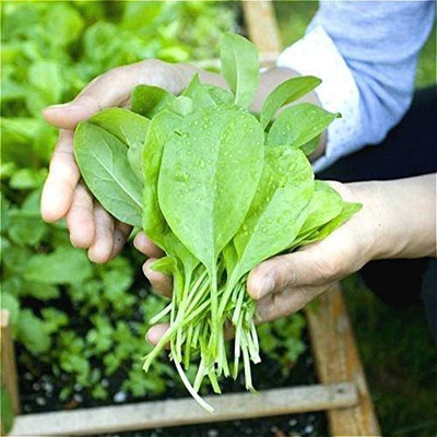 VibeX ™ RDX-1381-Spinach Seeds Salad Leaves Seed(800 per packet)