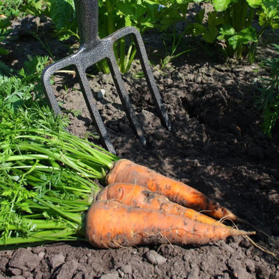 VibeX carrot Seed(150 per packet)