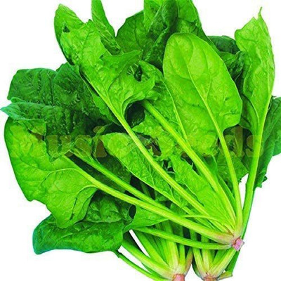 WILLVINE Spinach Seeds Vegetable Salad Leaves Good Taste Non-GMO DIY Seed(500 per packet)