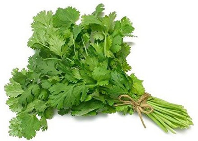 Earth Angels Coriander Seeds 1000+ seeds Seed(1000 per packet)