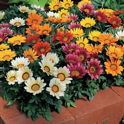 Aywal Gazania Mix Color Flower Seed(50 per packet)