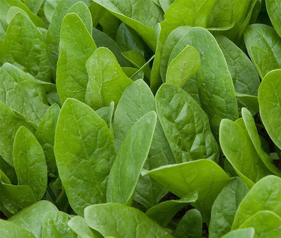 VibeX ™ CBZ-1607-Spinach - Platypus RZ F1 Seeds Seed(2250 per packet)