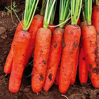 VibeX carrot Seed(125 per packet)