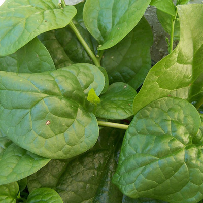 VibeX ® RDX-936-Noble Spinach Seeds Seed(200 per packet)