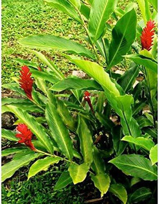 EVY Elaichi/Cardamom Plant(Pack of 1)