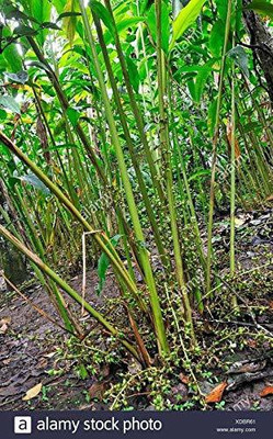 Aquinnah Graden Elaichi/Cardamom Plant(Hybrid, Pack of 1)