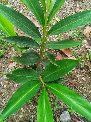 EVY Elaichi/Cardamom Plant(Pack of 1)