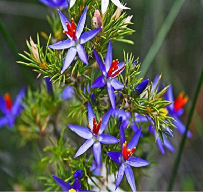 VibeX Blue Tinsel Lily Seed(30 per packet)