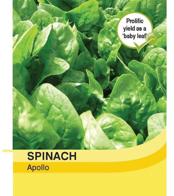 WILLVINE ™Vegetables - Spinach Apollo - Seed Seed(1000 per packet)