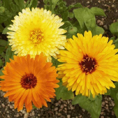 VibeX Calendula Seed(50 per packet)