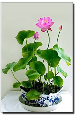 VibeX Lily Seed(100 per packet)