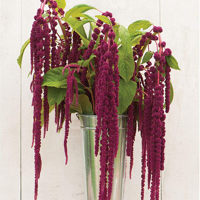 KANAYA Amaranthus Burgundy Red/ Dark Green Flower Seed(85 per packet)