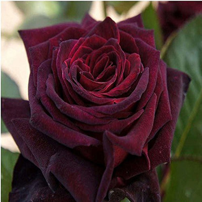 VibeX Rose Seed(75 per packet)
