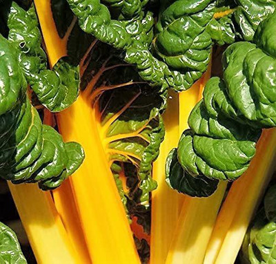 XOLDA Swiss Chard Yellow Seed(20 per packet)