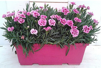 CYBEXIS Dianthus Mix Pot Veriety Seeds Seed(50 per packet)
