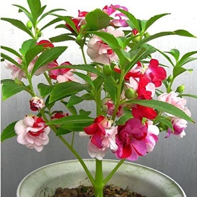 Lorvox Chinese balsam flowers white Seed(50 per packet)