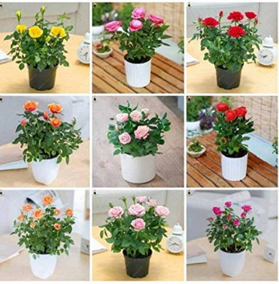 VibeX Rose Seed(10 per packet)