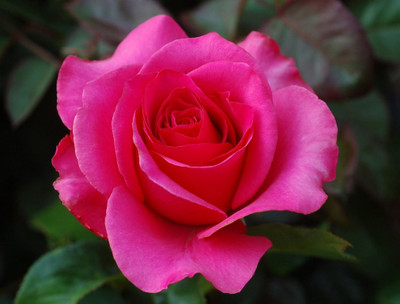 VibeX Rose Seed(25 per packet)
