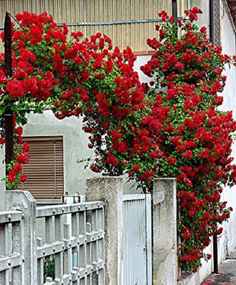 VibeX Rose Seed(50 per packet)