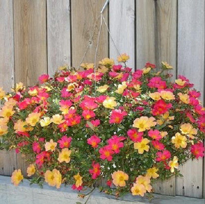 VibeX Moss Rose Seed(5 per packet)