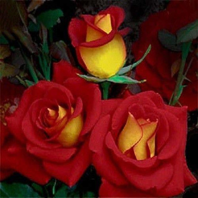 VibeX Rose Seed(20 per packet)