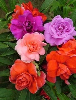 VibeX Balsam Flower Tom Seed(100 per packet)