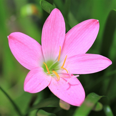 VibeX Rain Lily Seed(30 per packet)