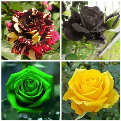 VibeX Rose Seed(100 per packet)