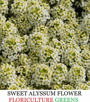 VibeX Alyssum Seed(40 per packet)