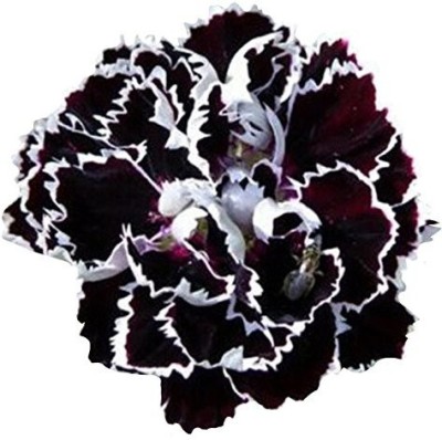 VibeX Dianthus Seed(75 per packet)