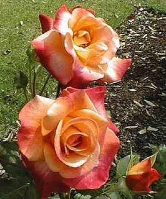 VibeX Rose Seed(20 per packet)