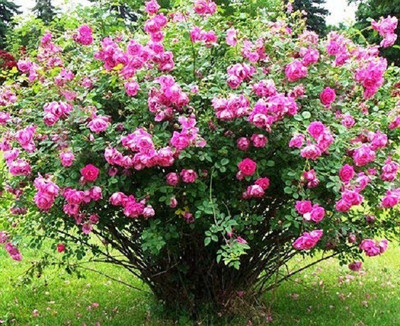 VibeX Rose Seed(5 per packet)