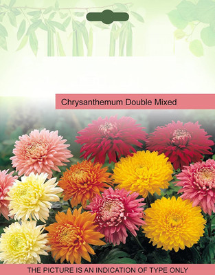 VibeX Chrysanthemum Seed(5 per packet)