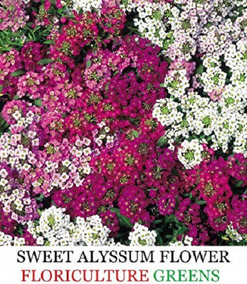 VibeX Alyssum Seed(75 per packet)