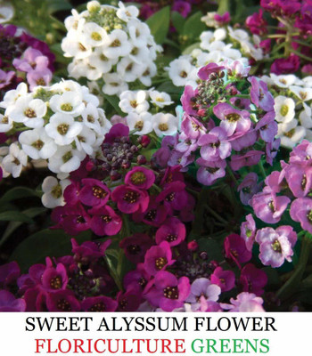 VibeX Alyssum Seed(20 per packet)
