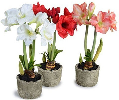 prev Lily Seed(5 per packet)