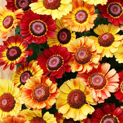 CYBEXIS Mixed Chrysanthemum Carrinatum Seeds Seed(1 g)