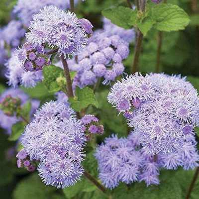 VibeX Ageratum Seed(100 per packet)