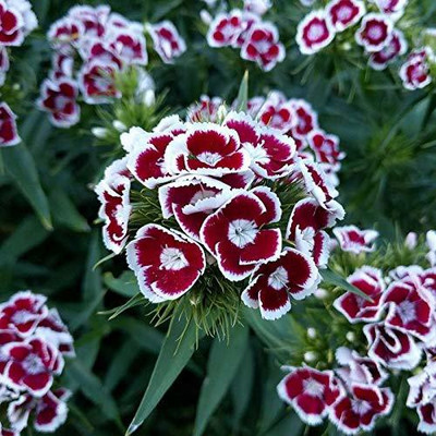 VibeX Alyssum Seed(30 per packet)