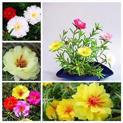 VibeX Rock Roses Seed(100 per packet)