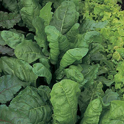 VibeX ™ LXI-839-Leaf Beet Perpetual Spinach (Award of Garden Merit) Seed(2000 per packet)