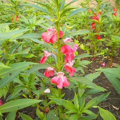 VibeX Tom Thumb Seed(5 per packet)