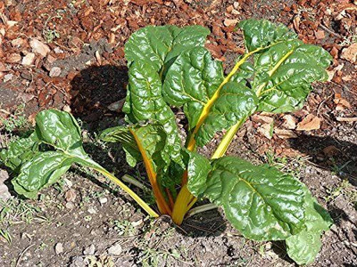 WILLVINE ™Swiss Chard Beta Vulgaris Perpetual Spinach Seed(1000 per packet)