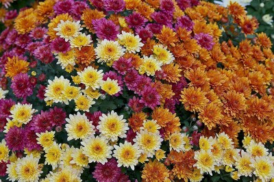 VibeX Chrysanthemum Seed(20 per packet)