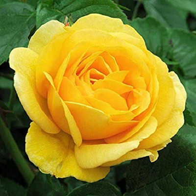 VibeX Rose Seed(25 per packet)