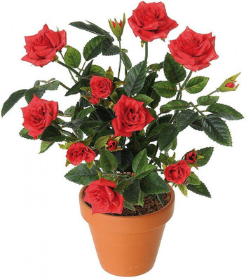 VibeX Red Rose Seed(25 per packet)