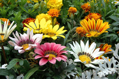 VibeX Gazania Seed(5 per packet)